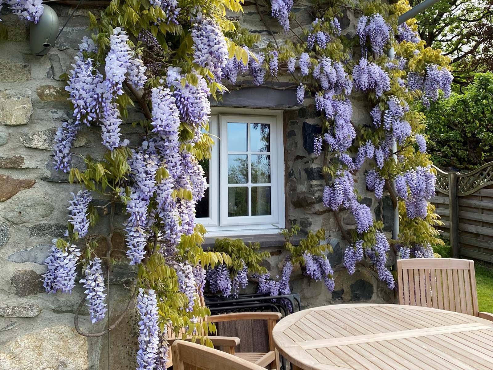 Wisteria in full bloom